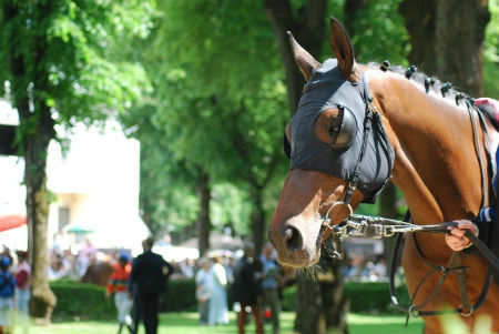 Glorious Goodwood