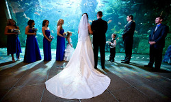 aquarium_wedding_-_small.jpg