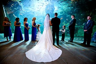 Aquarium Wedding - Large