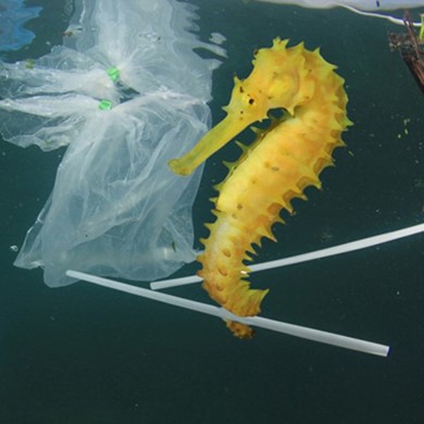 reduce-your-plastic-footprint.jpg