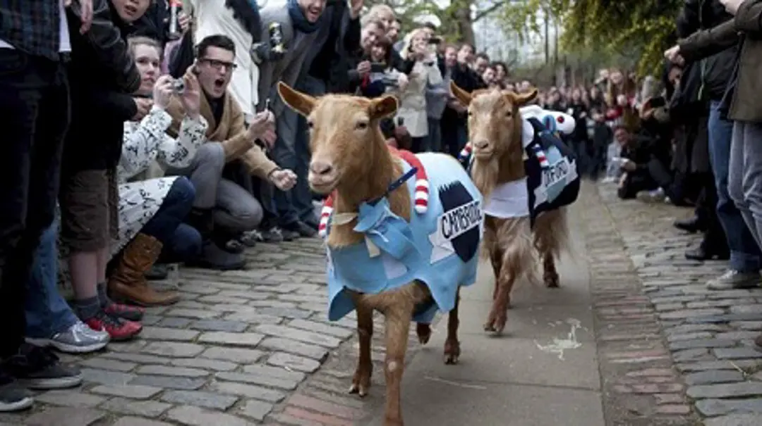 largegoatrace